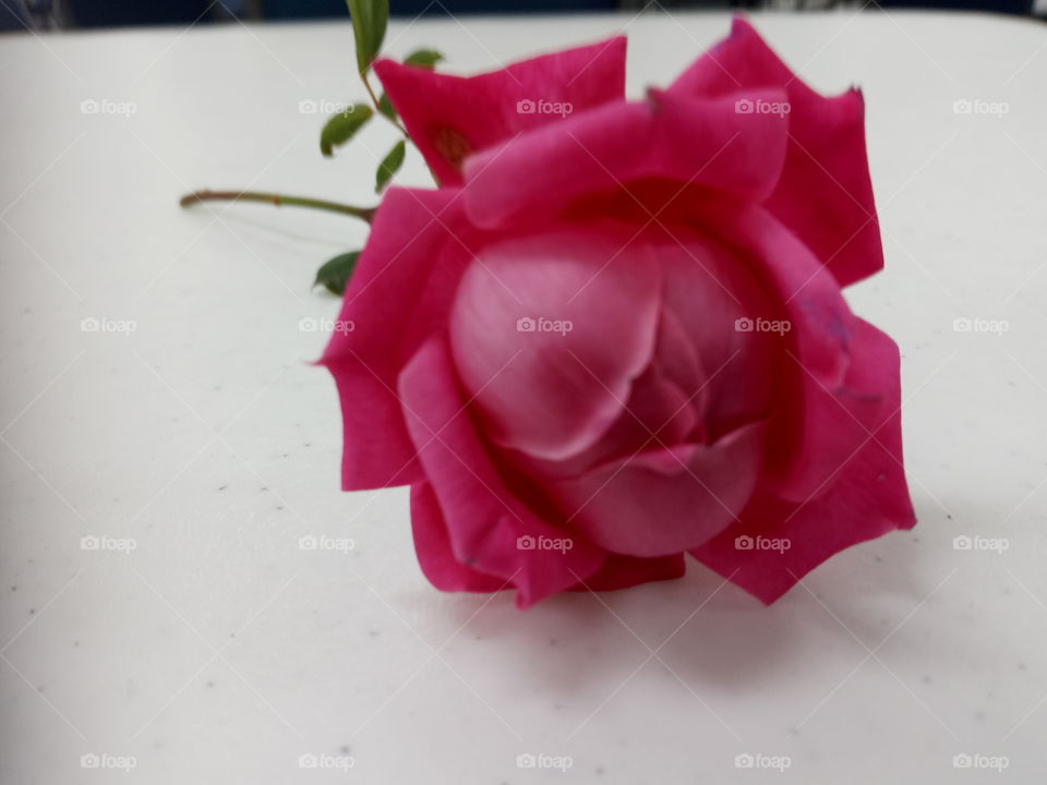 one simple single rose on a simple white table. a simple rose to bring you Thanksgiving.