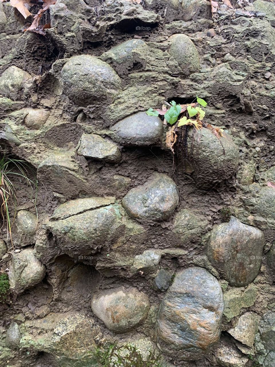 section of rock called Gonfolite, a conglomerate of sandstone with stones of morainic origin