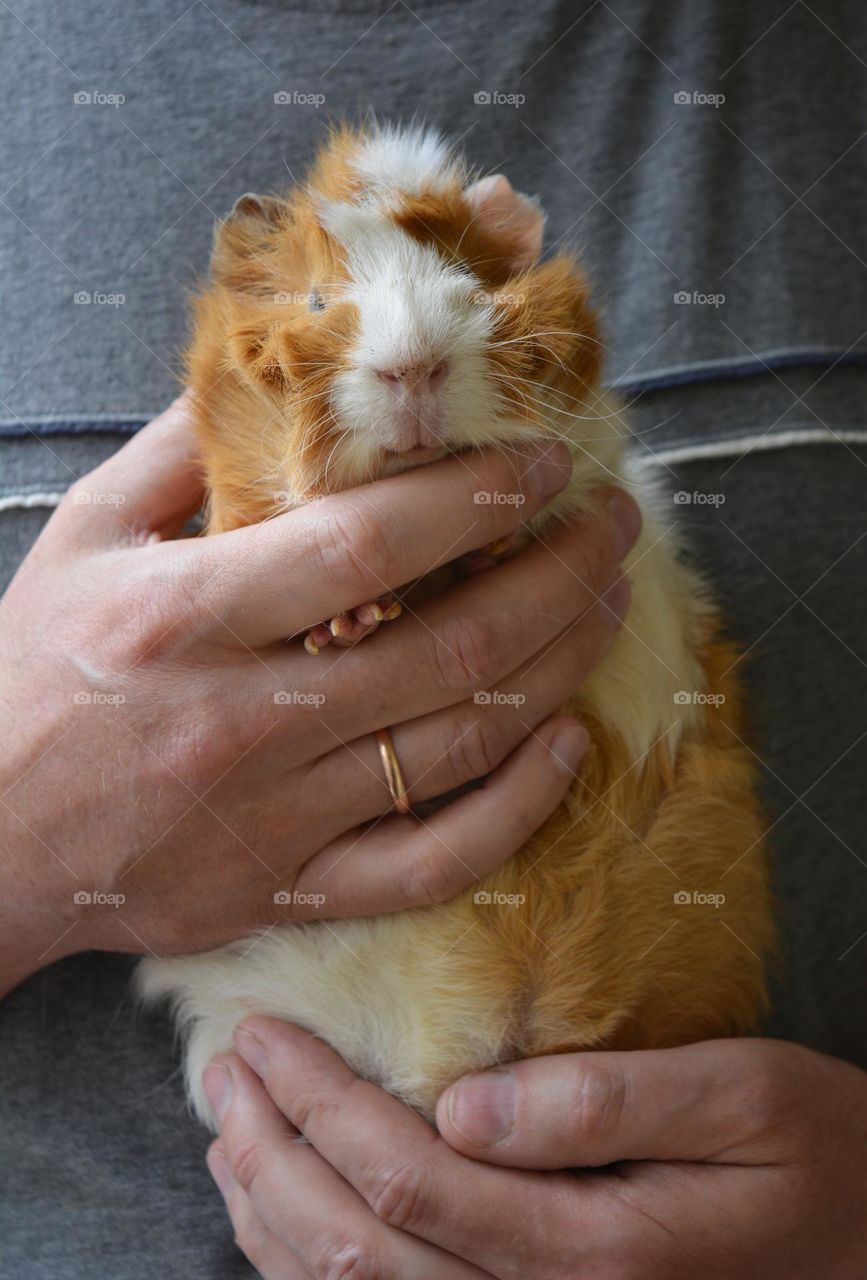 guinea pig pet in the male hands