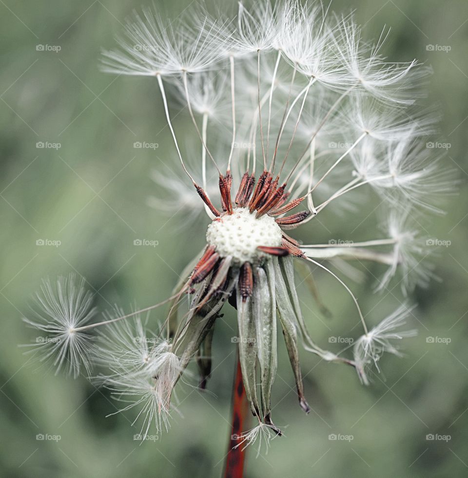 Dandelion in the wind