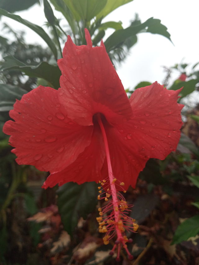 hibiscus