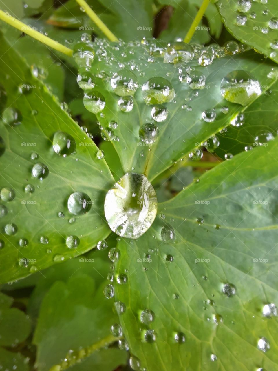 raindrops on green  leaves of lupin