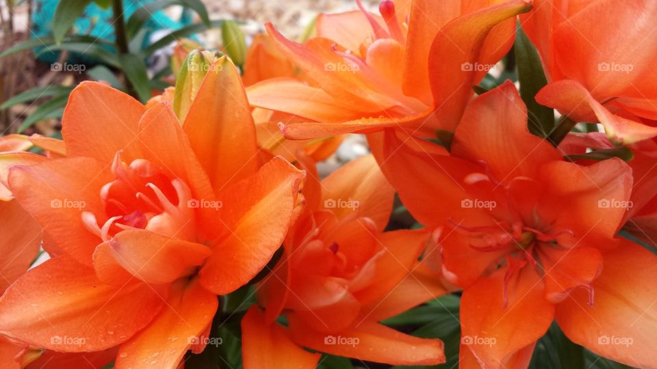 asiatic lilies
