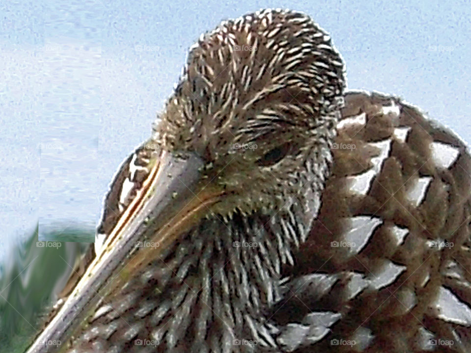 bird closeup