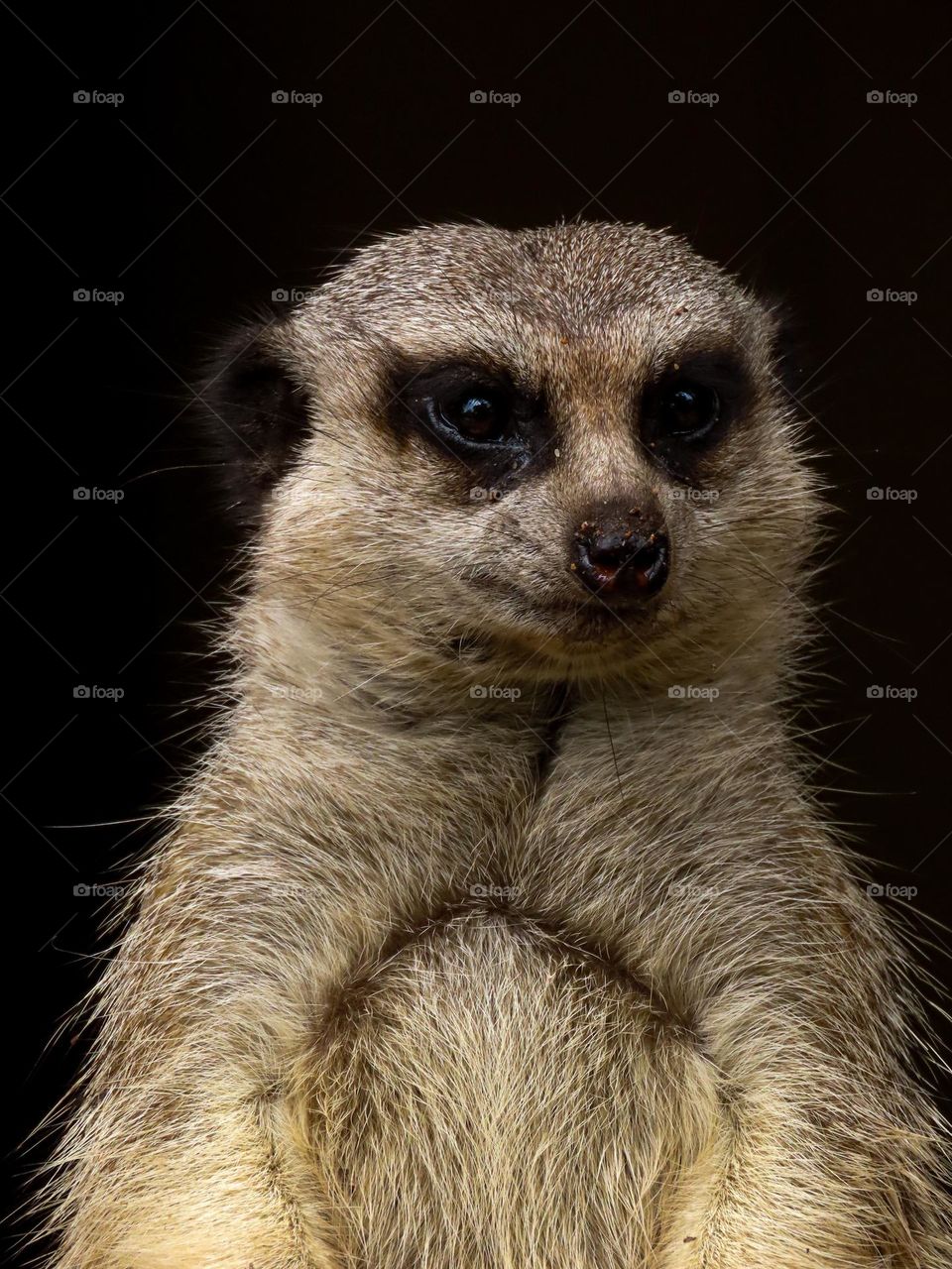 Meerkat closeup 