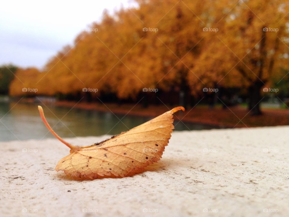 Fallen leaf of autumn