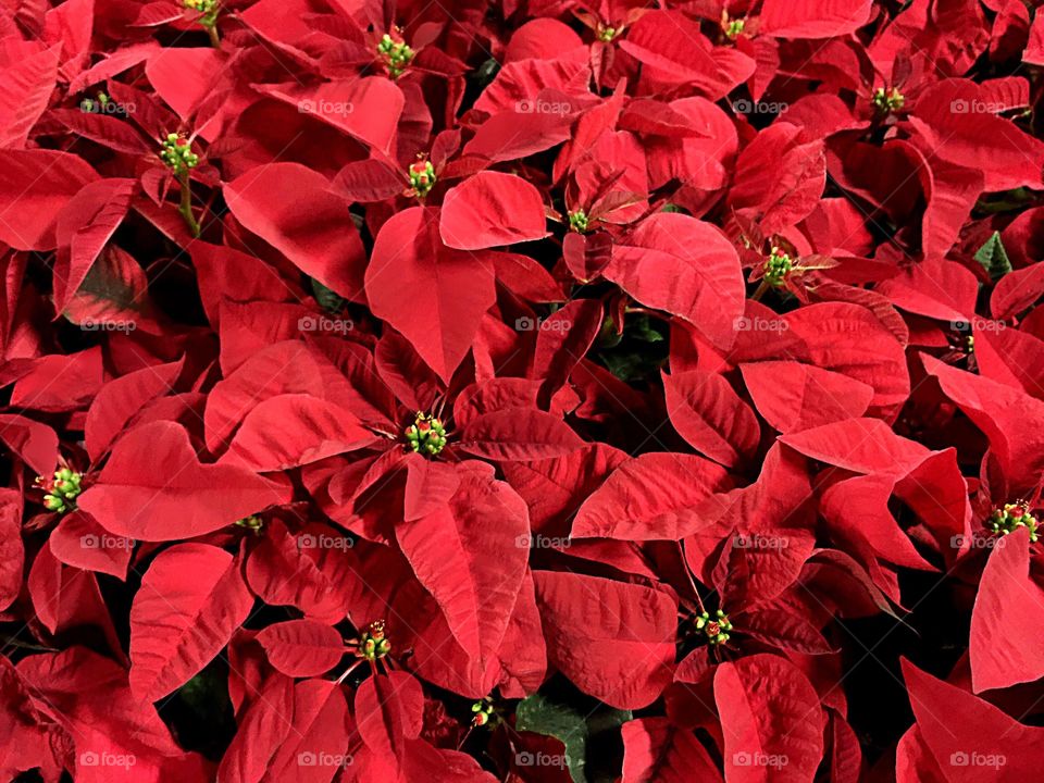 Close-up of red poinsettias plant