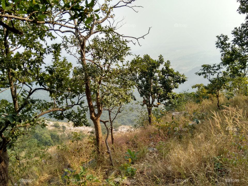 Greenery at Hill Top