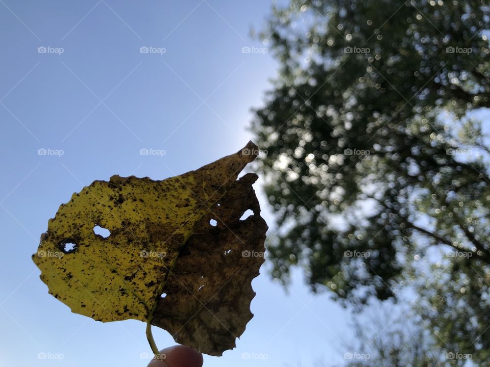 Leaf from tree