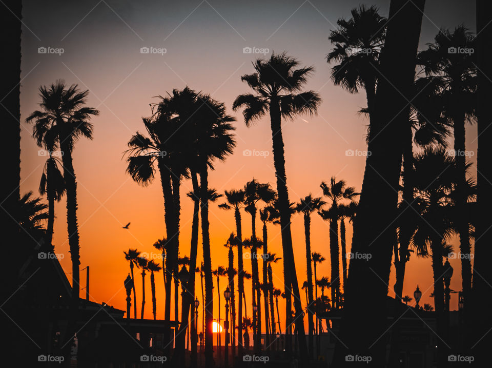 LA Sunsets