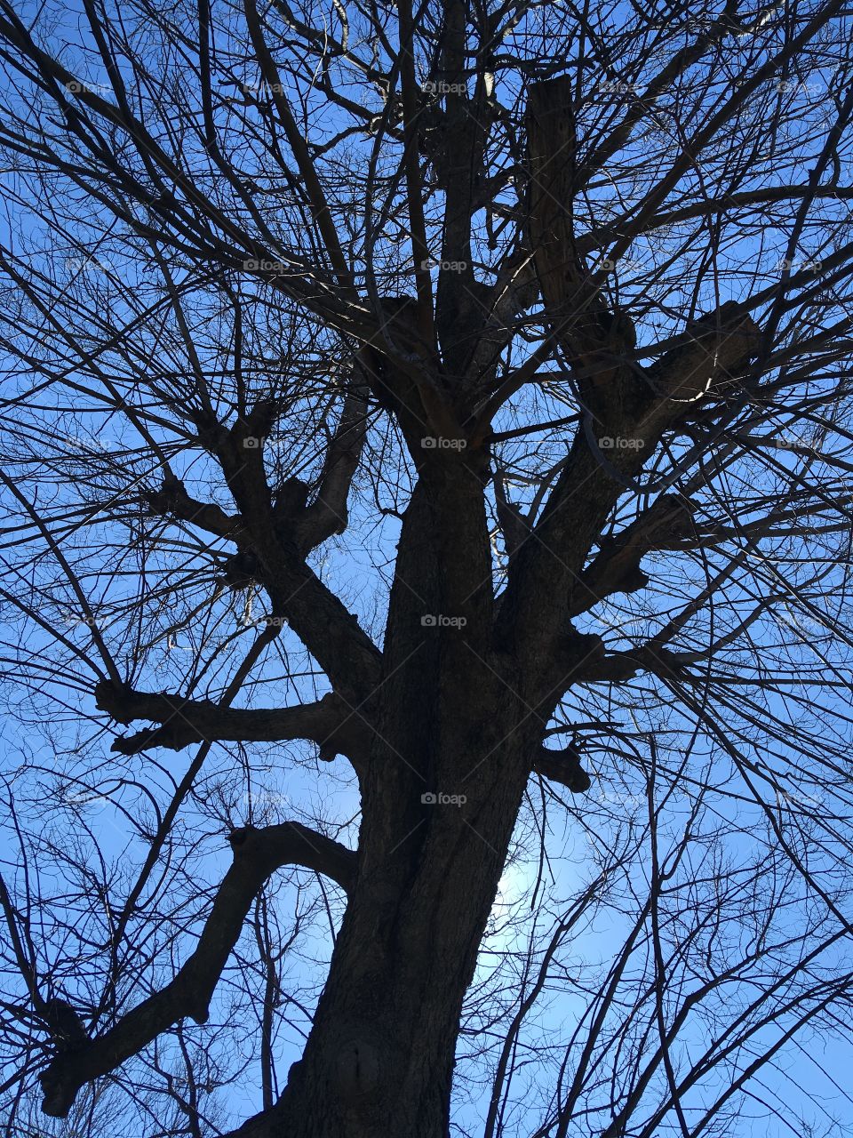 Just a bare tree with the sun behind shows off it’s silhouette figure. Sun setting?