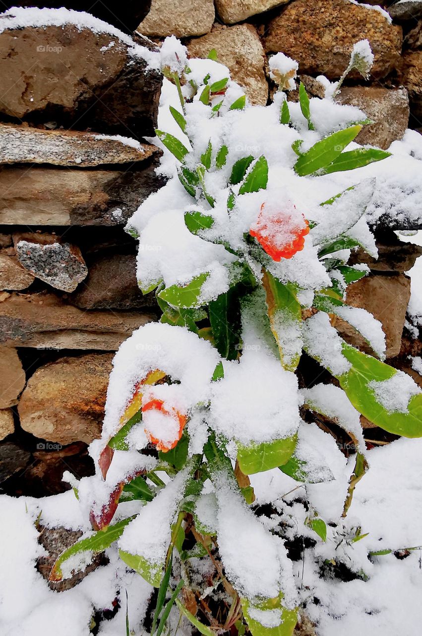 winter green amidst snow white
