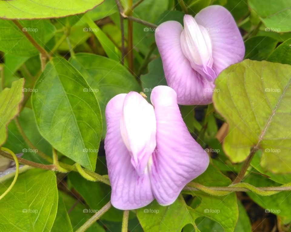 Beautiful flowers on the garden