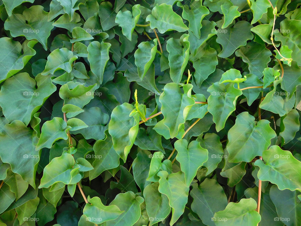 leaves