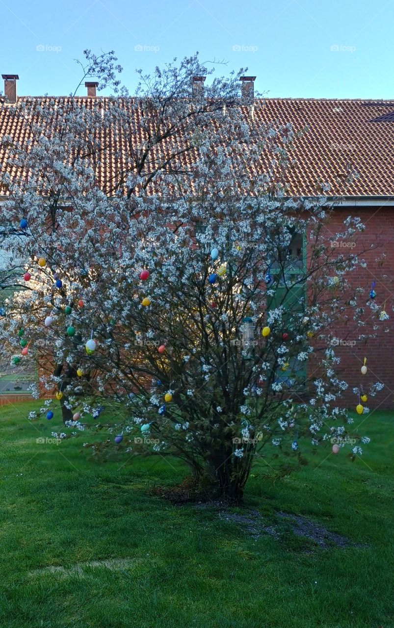 easter ostern busch geschmückt Frühling