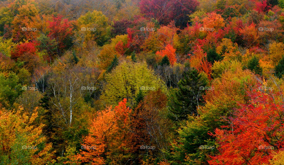 Colorful Fall foliage in Vermont.
