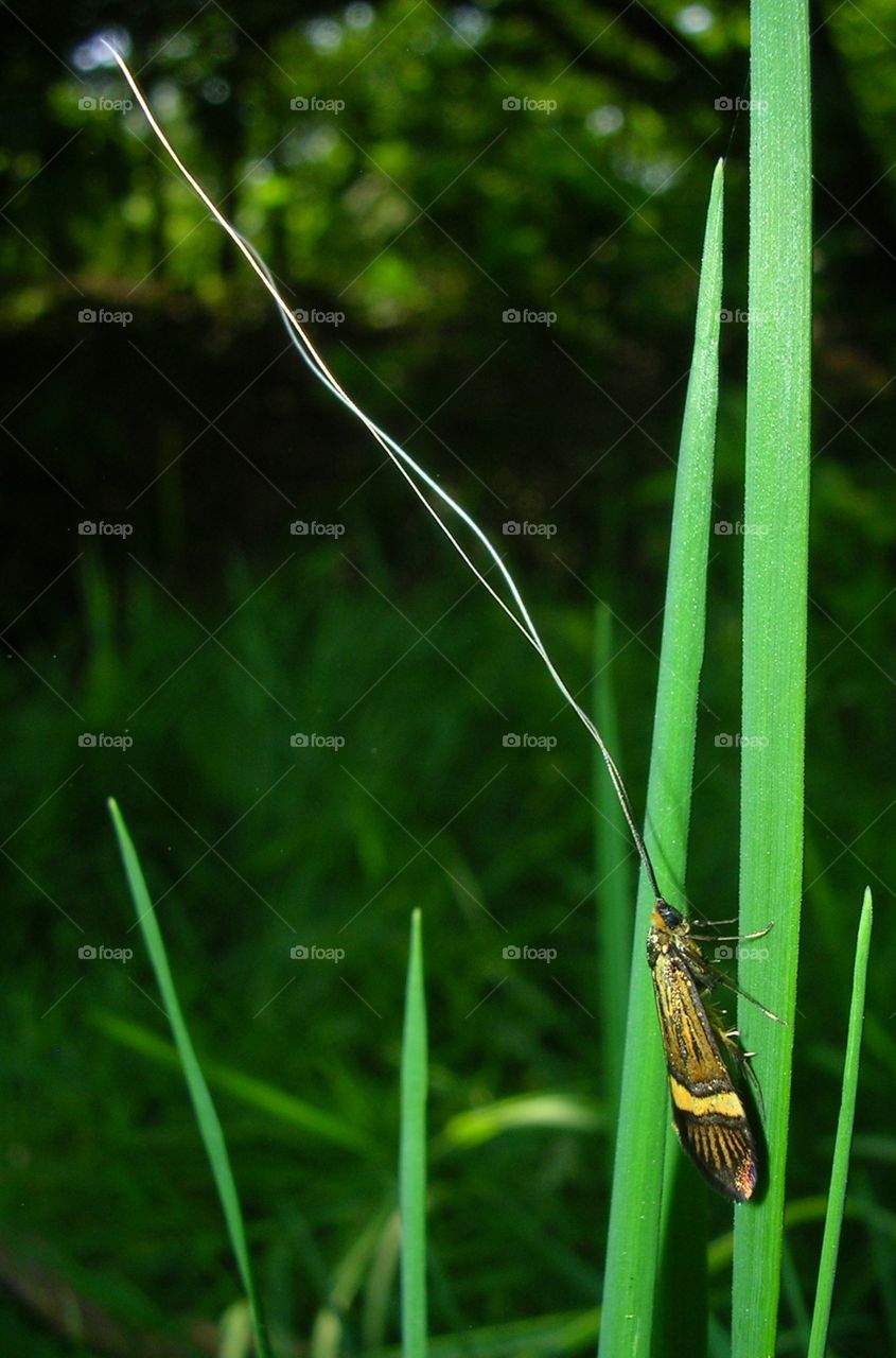 Longhorn moth. As long as I can get