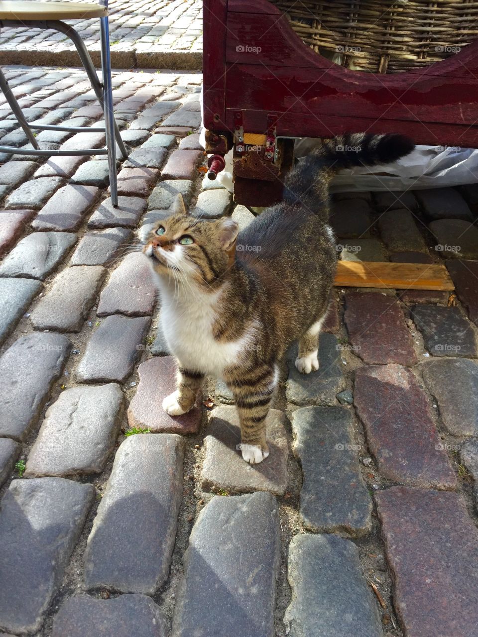 Very playful cat at Riga street 