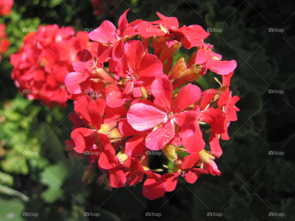 Red small flowers