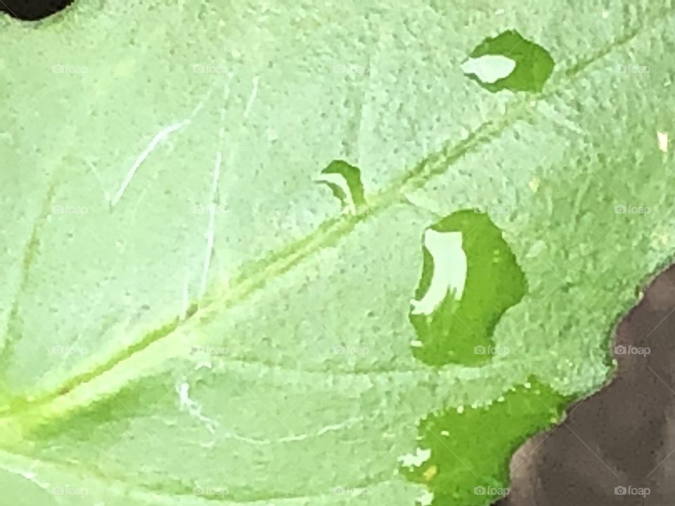 Light green leaf with rain drops