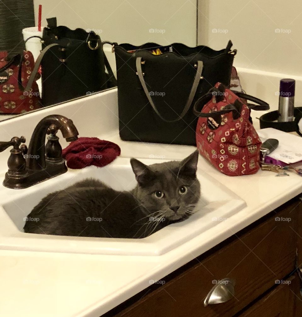 Cat in sink
