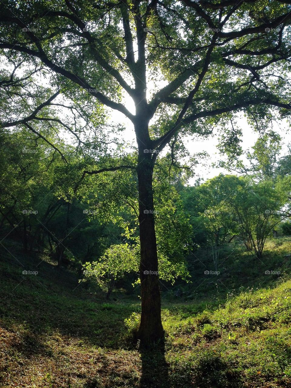 Lonely tree