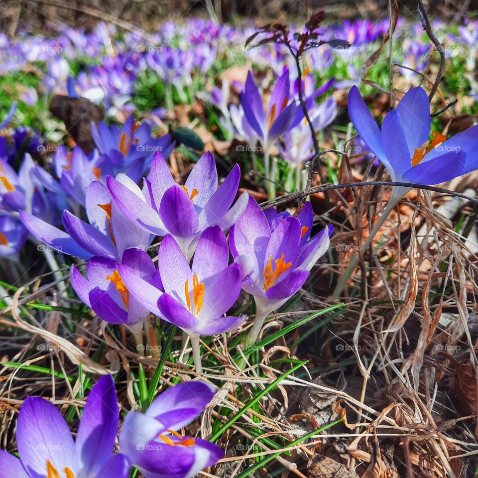 Wild Crocus