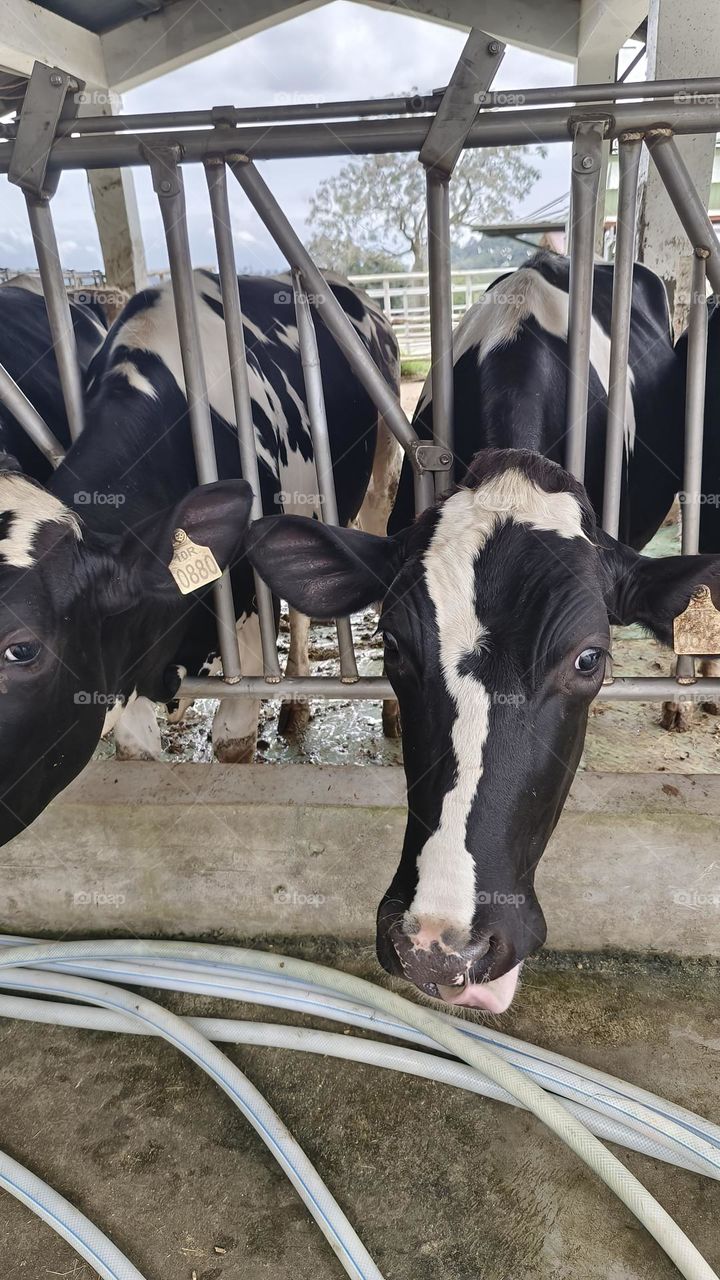 Dairy cows at Chulu Ranch in Beinan Township