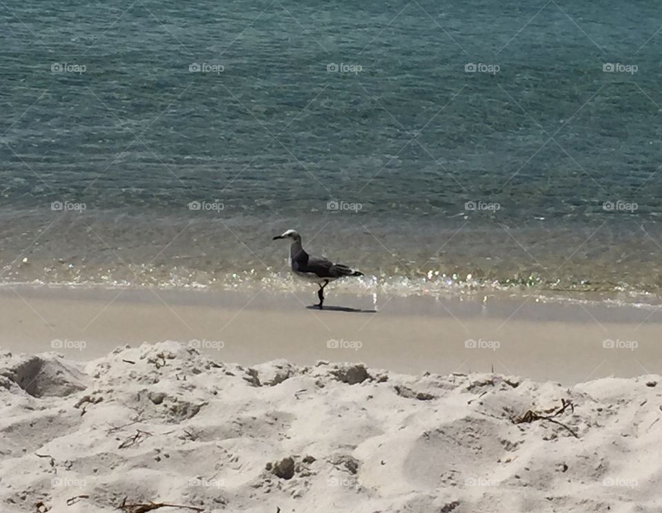 Bird on the beach