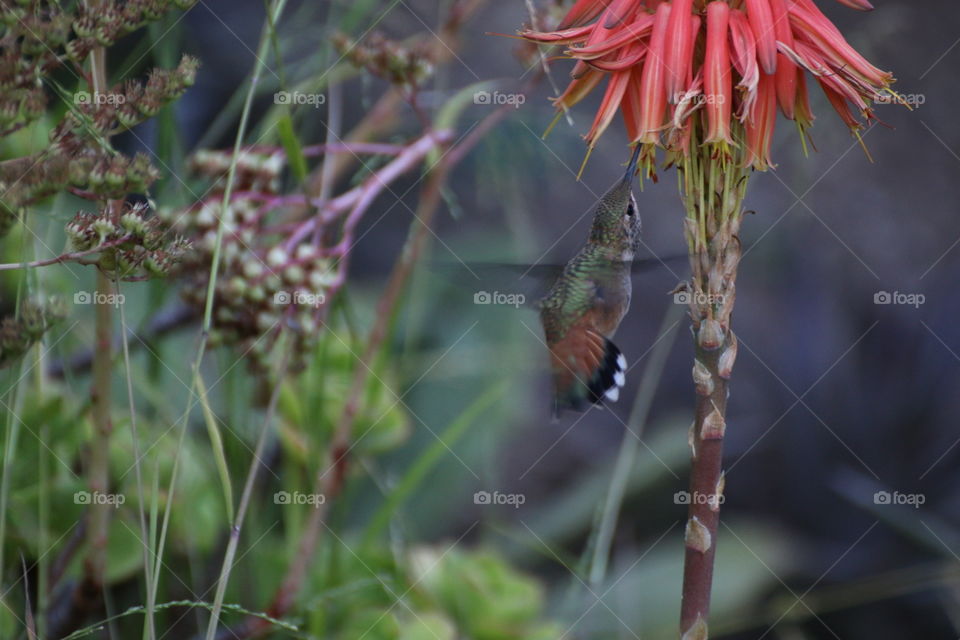 lovely hummingbird