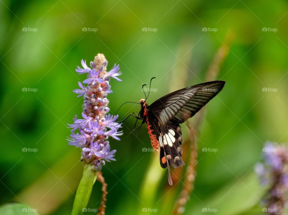 Common Rose Pachliopta aristolochiae goniopeltis