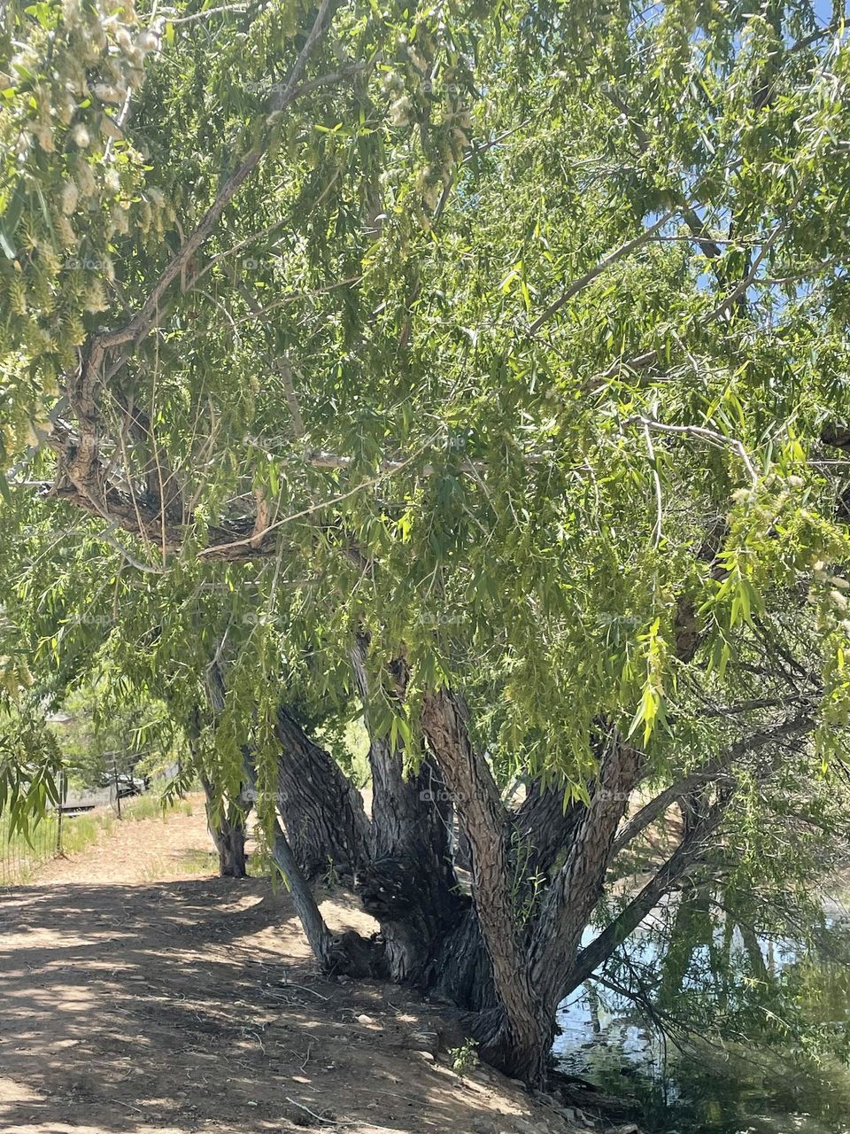 Powerful beautiful trees.