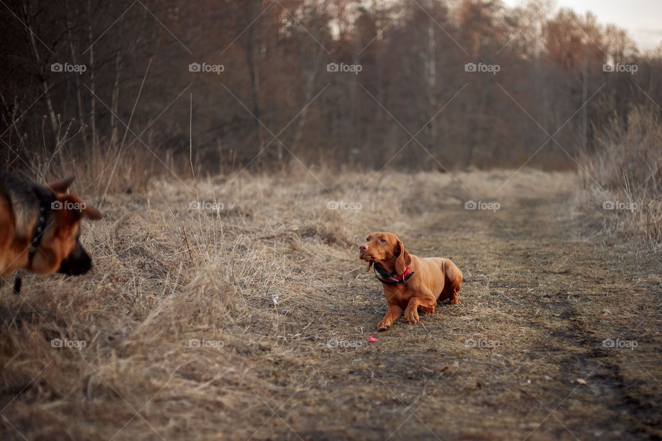 Hungarian vizsla playing outdoor at spring evening 