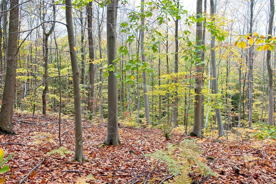 autumn tree in the park