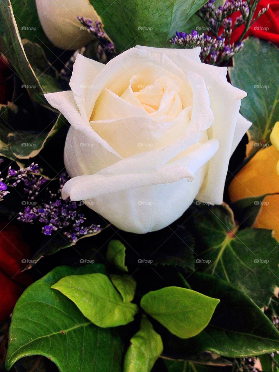 White Rose. Beautiful white blooming rose