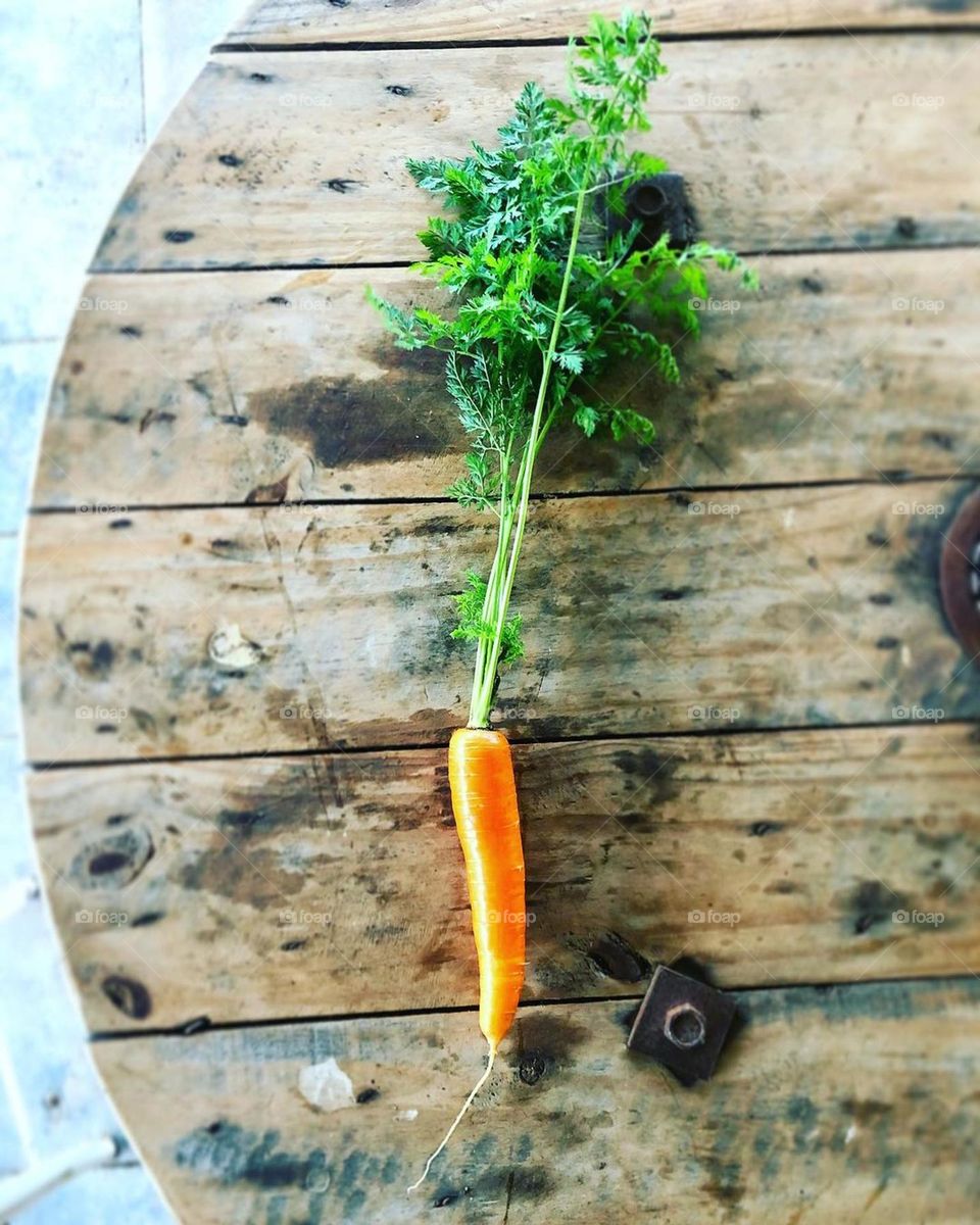 carrot