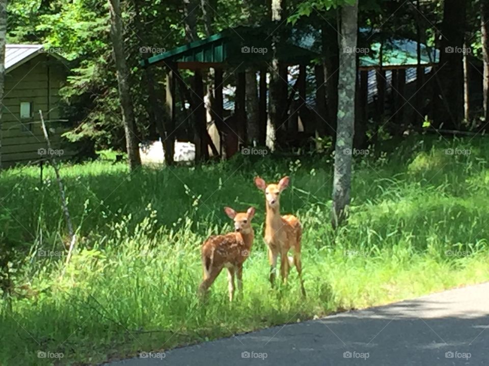 Deer in Michigan 