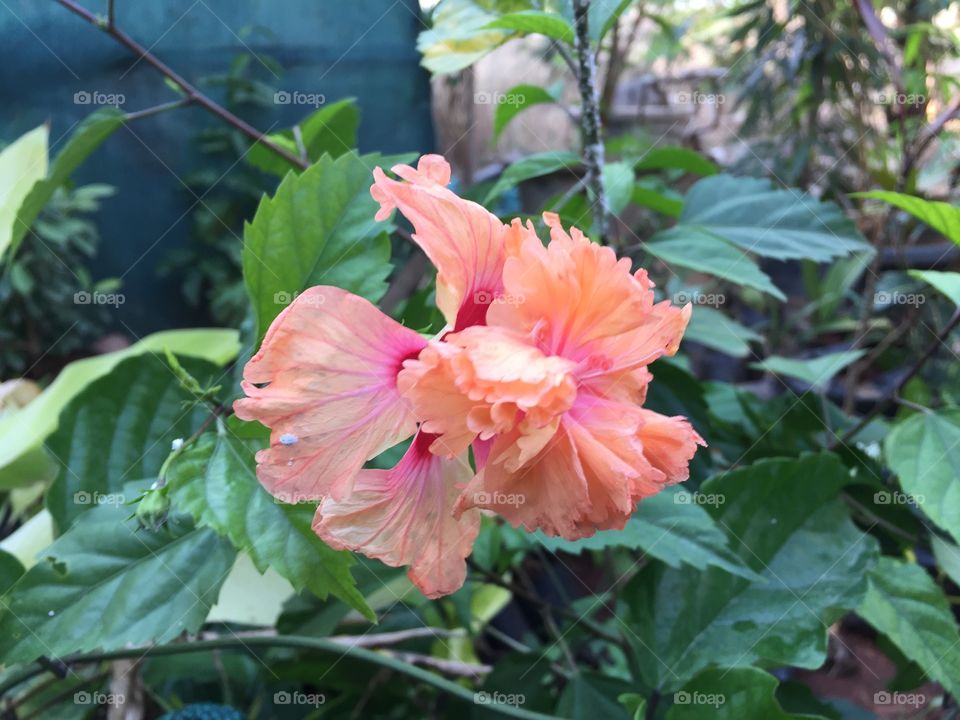 hibiscus flower light rose