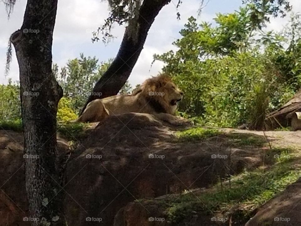 A lion looks over his kingdom.