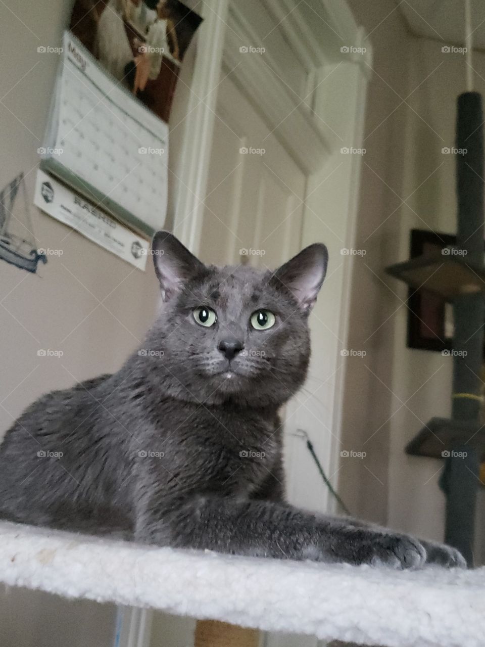 gray kitty cat