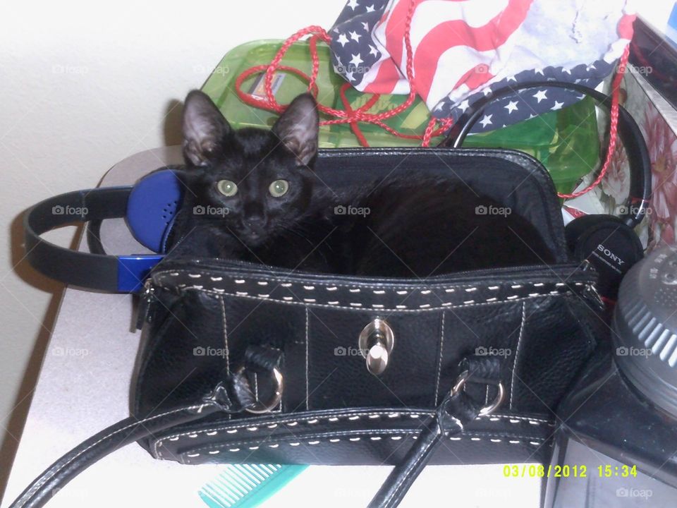 Cat in a purse 