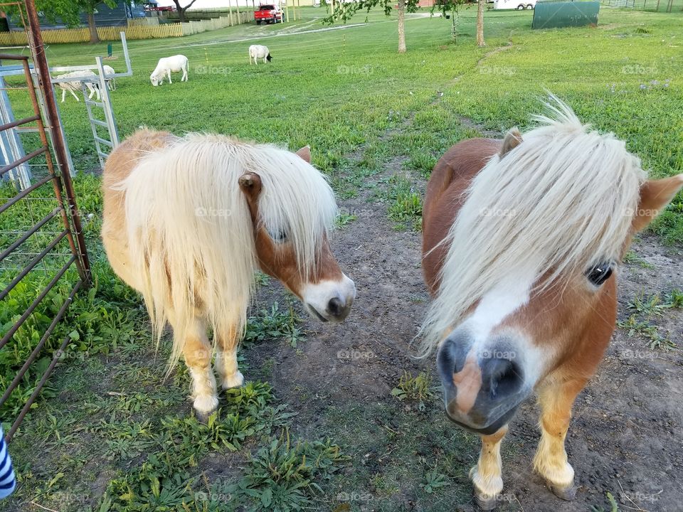 Miniature Horses