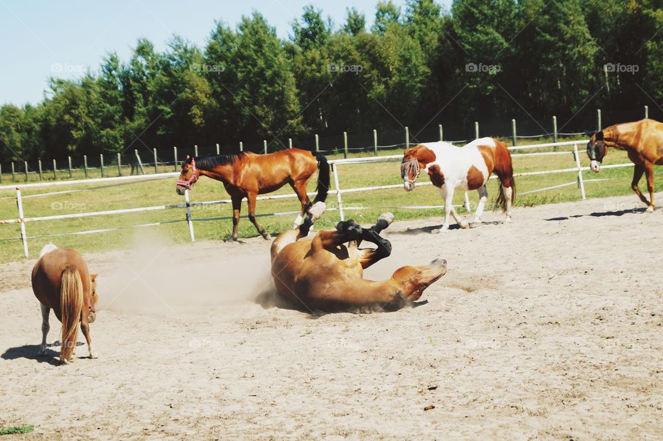 Horses have fun!