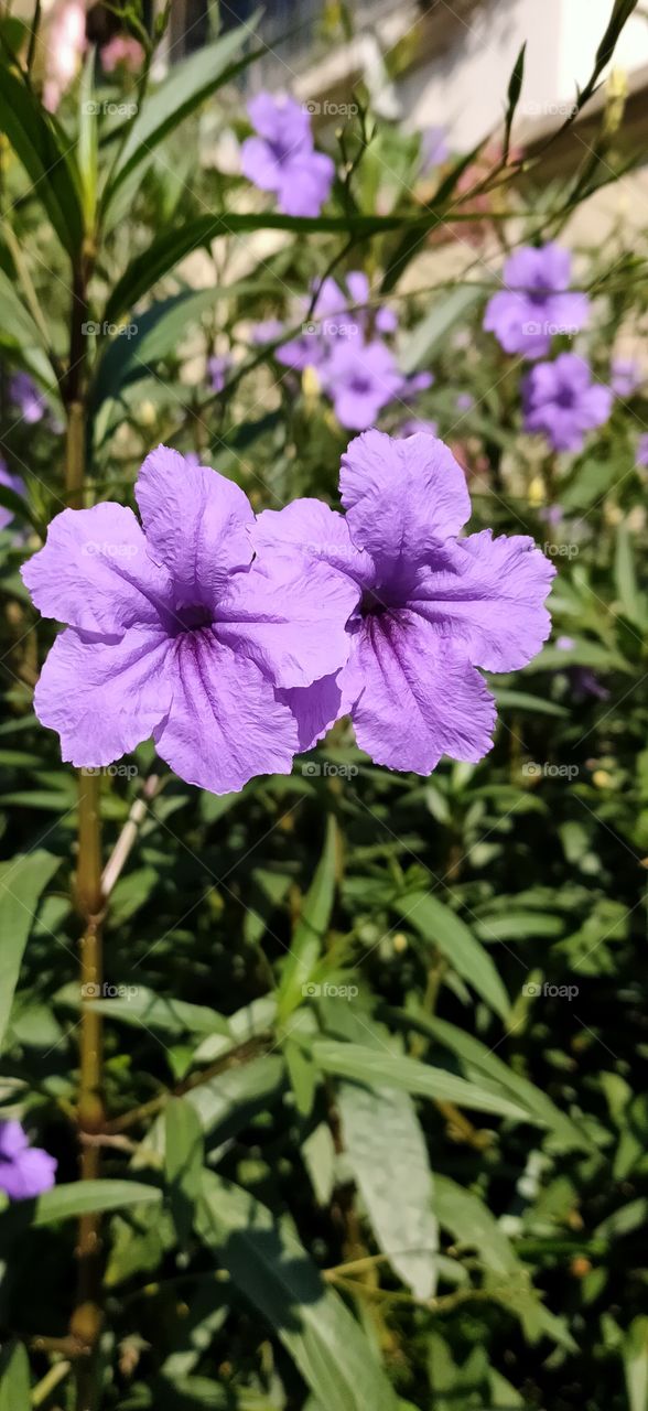 purple, violet flowers