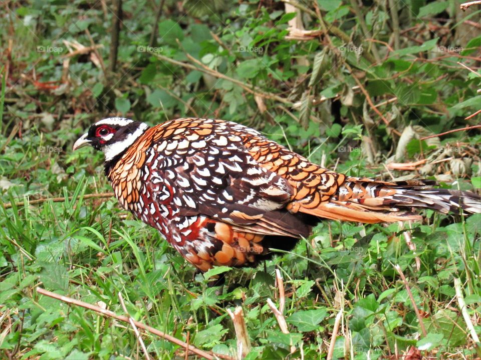 pheasant