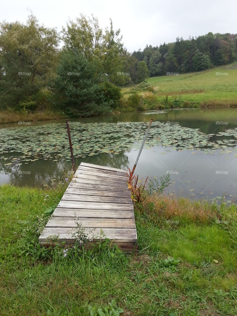 Farm Pond