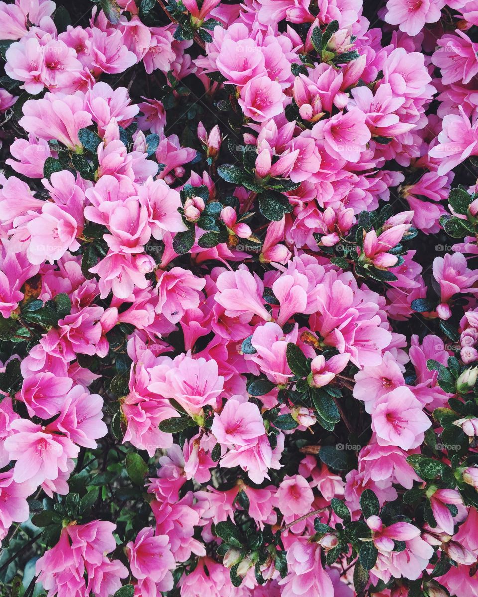 Azalea flowers