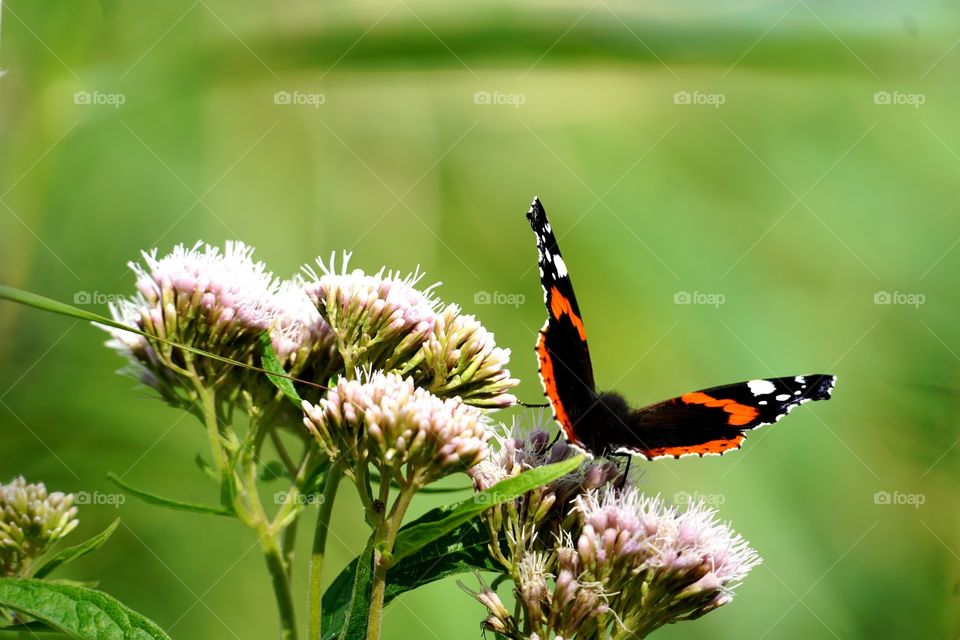 pretty Butterfly