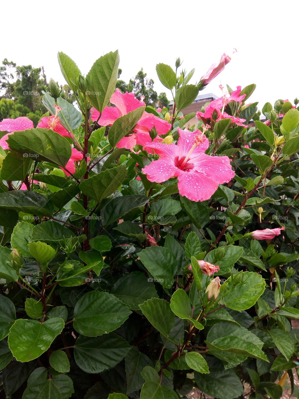 Nature, Flora, Leaf, Flower, Garden