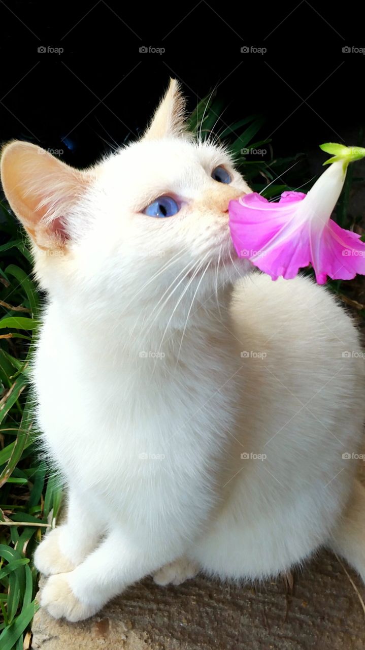 cute kitten smelling flower